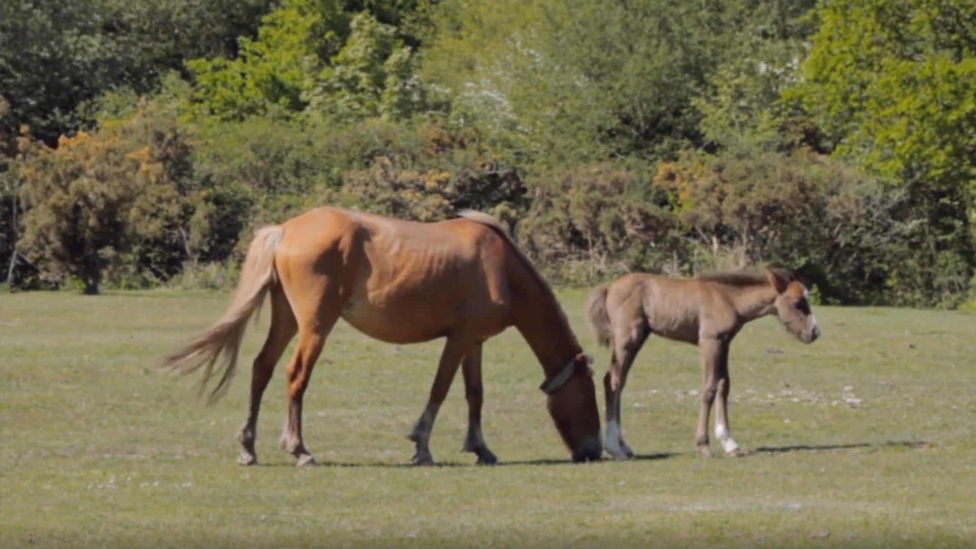 New Forest Horses